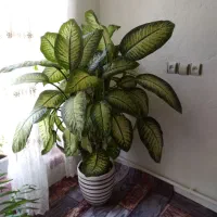 گل دیفن باخیای غول پیکر