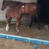 ااسب به همراه کره نر