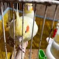 عروس هلندی جفت تخم گذار