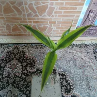 بامبو ابلق طلایی ماندگار 380 هزار