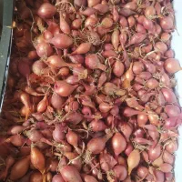 پیازچه|خوردنی و آشامیدنی|گرگان, |دیوار
