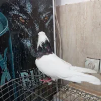 سلام کبوتر طوق هفت رنگ شرط پاک بدون یک نقطه غلط