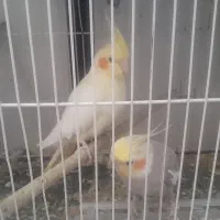 عروس هلندی جفت