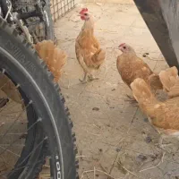 سبرایت