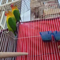 طوطی|پرنده|اهر, |دیوار