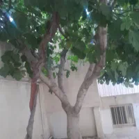 فروش چوب درخت انجیر فوری فوری