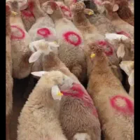 گوسفند زنده بهداشتی درتمام کرج شبانه روزی