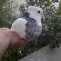 دوتا ماده طوقی سرور