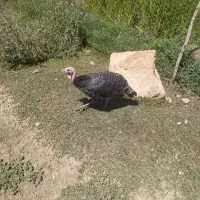 سه جفت بوقلمون  نروماده هفت میلیون پانصد