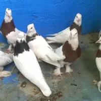 کبوتر طوقی