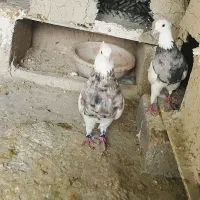 طوقی درجه یک