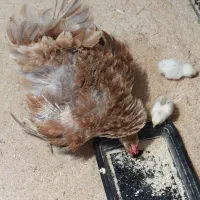 یه مرغ کرک با ۴تا جوجه