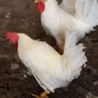 دوتا خروس بزرگ  توافقی