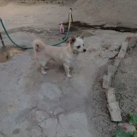 واگذاری‌سگ‌‌توافقی