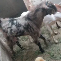 پاچن نسلدار