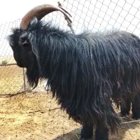 نربز بختیاری