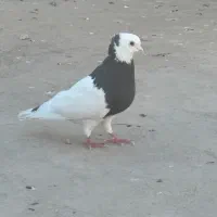 طوق سیاه نر