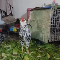 خروس گلین پنگوئنی اصیل