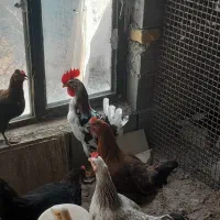 تخم مرغ نطفه دار