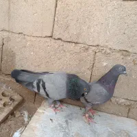 کبوتر سبز