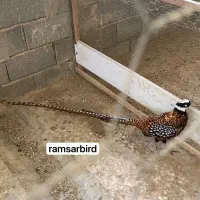 مرغ های زیبا