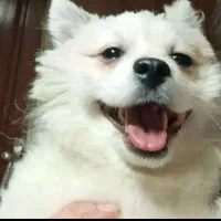 سگ پاکوتا  نژادبامرماده دارم  نر میخوام  برای جفت