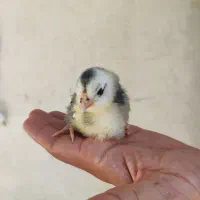 جوجه گلین ۴۰روزه