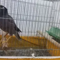 مرغ مینا سخنگو