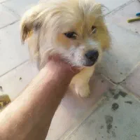 سگ خارجی|سگ|جوادآباد, |دیوار