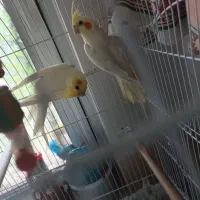 عروس هلندی و مرغ عشق