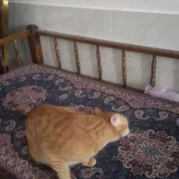 واگذاری گربه خانگی
