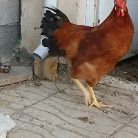 خروس