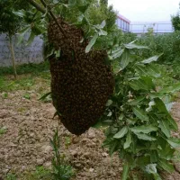 خرید و فروش‌ زنبور عسل روی درخت در تهران