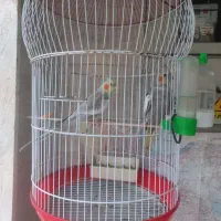 یک جفت عروس هلندی تازه دون خور شده