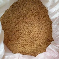 برنج چمپا چلتیک درجه یک