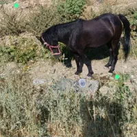 گمشده