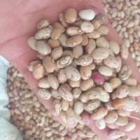 لوبیا چیتی