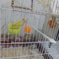 یک جفت کوتوله
