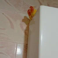 طوطی برزیلی مولد