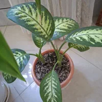 گل زیبا