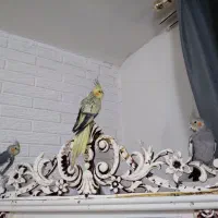 عروس هلندی و مرغ عشق