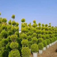 خدمات باغبان باغبانی تعویض خاک گلدان درخت نهالستان