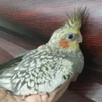 جوجه عروس پروانه ای