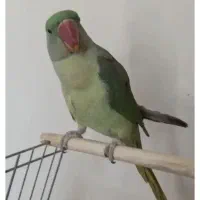 شاه طوطی جوجه