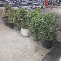 یاس هلندی وکاج