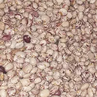 لوبیا چیتی بار جدید محصول استان فارس