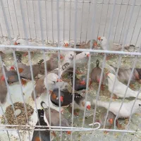 فنچ زبرا