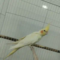 عروس ماده