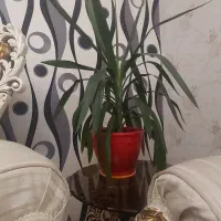 گل یوگا بسیار زیبا مناسب هدیه