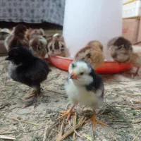 جوجه مرغ محلی اصل وجوجه پاپر وآمروک،شاخدار،بوقلمون